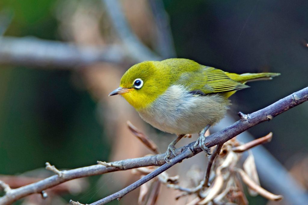 Catch a glimpse of Silvereye in Emerald Lake Park