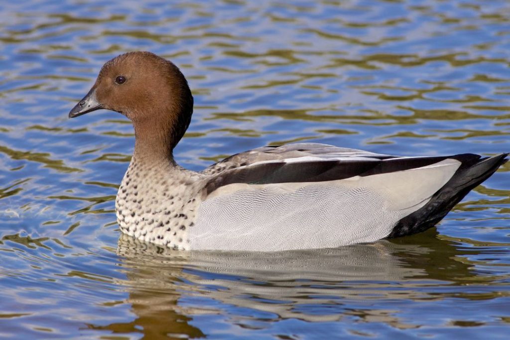 Get to see the Australian Wood Duck in Birdsland Reserve