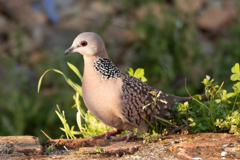 Spot the Spotted Dove in Churchill National Park