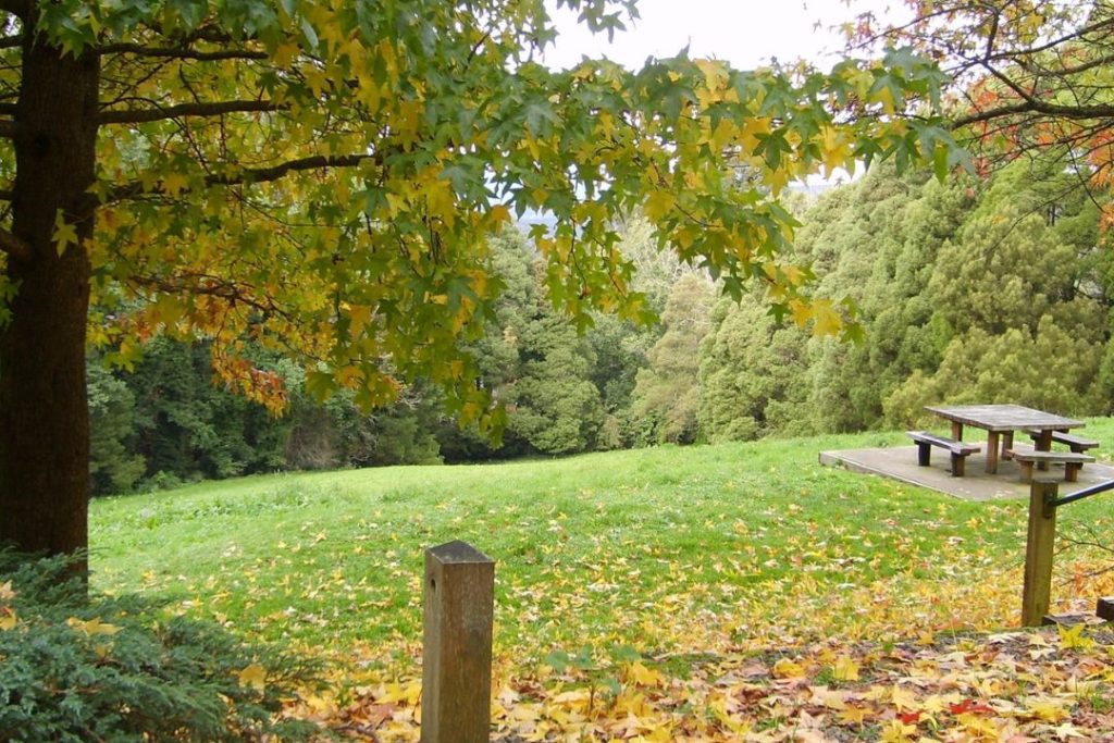 mount Dandenong arboretum