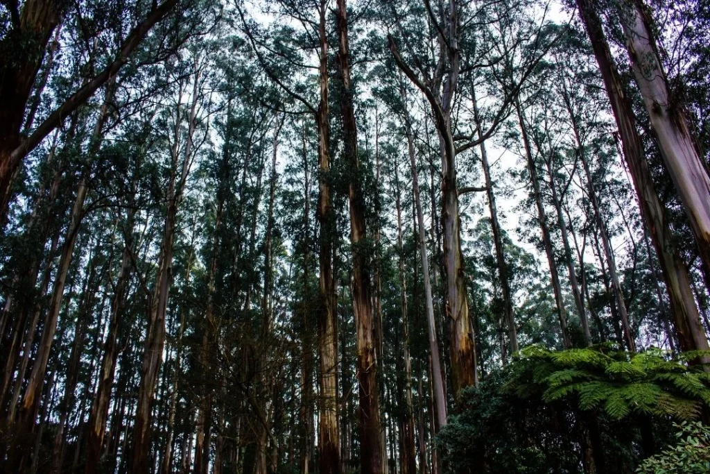 Eucalyptus trees in the Dandenong Ranges