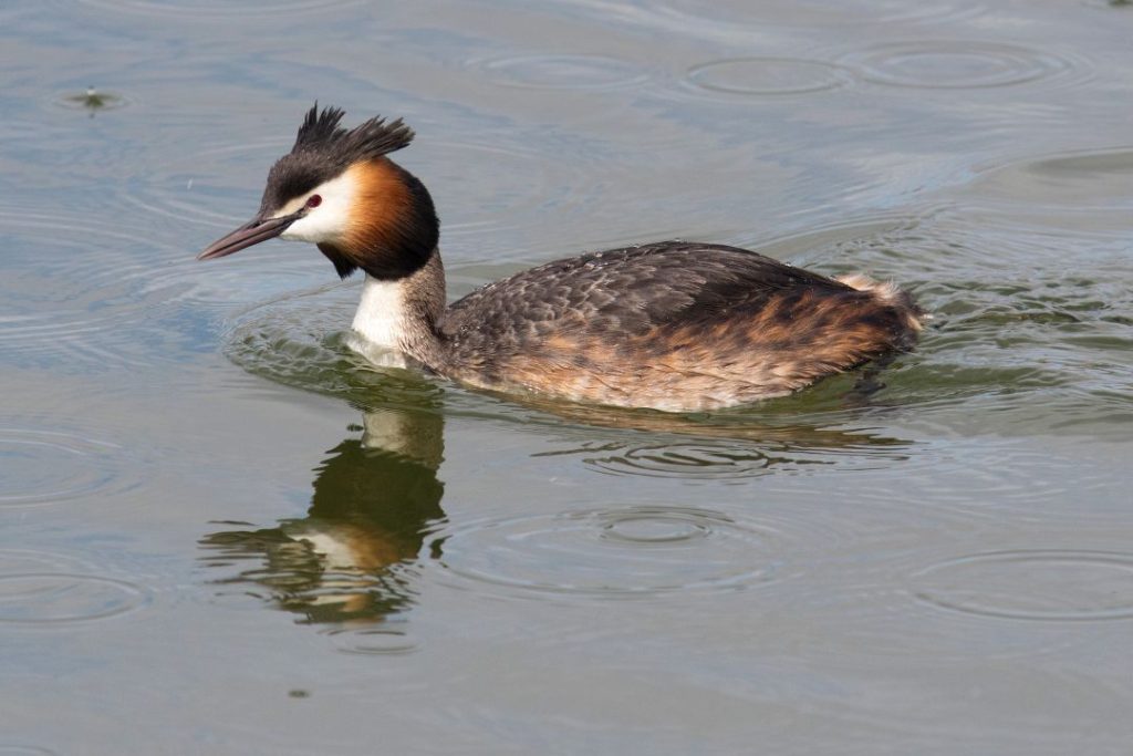 get the chance to see the great-crested grebe